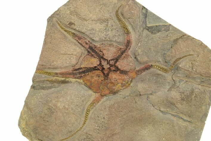 Very Detailed Ordovician Brittle Star (Ophiura) - Morocco #320953